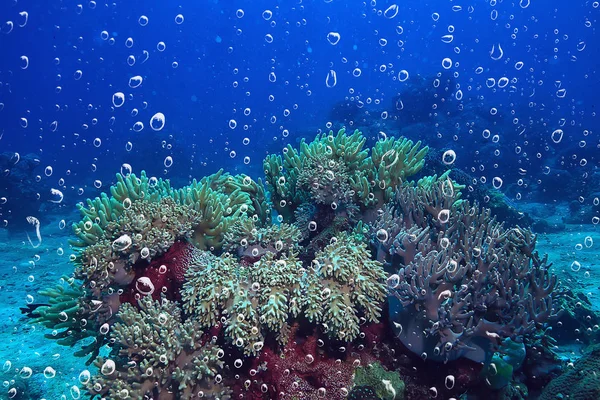 Фон Подводные Пузырьки Воздуха Риф Абстрактный Морской Фон Дайвинг Природа — стоковое фото