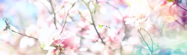 Магнолія Цвіте Весняний Сад Красиві Квіти Весняний Фон Рожеві Квіти — стокове фото