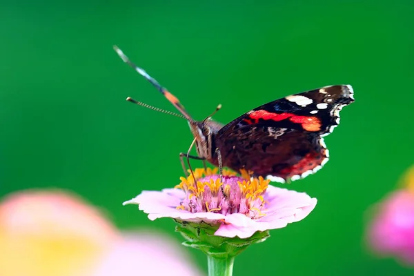 Bonito Verão Fundo Flores — Fotografia de Stock