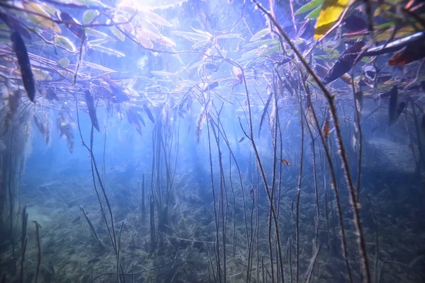 Mangroves Sualtı Peyzaj Arka Plan Soyut Çalılar Ağaçlar Şeffaf Doğa — Stok fotoğraf