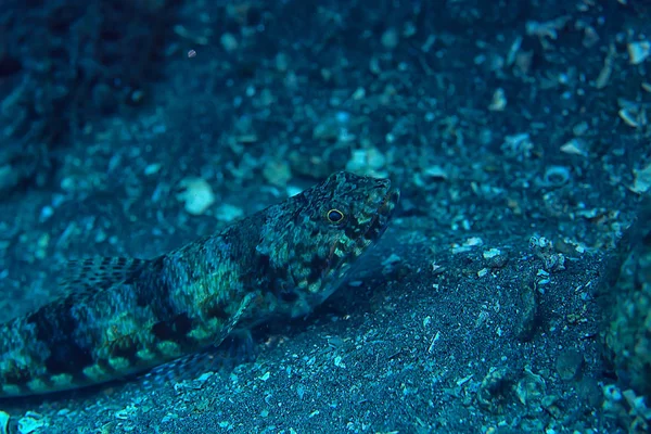 Mercan Resif Sualtı Lagünü Ile Mercanlar Sualtı Peyzaj Şnorkelli Yüzme — Stok fotoğraf