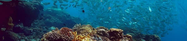 サンゴ礁水中 ラグーン 水中風景 シュノーケリング旅行 — ストック写真