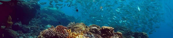 Arrecife Coral Bajo Agua Laguna Con Corales Paisaje Submarino Viaje — Foto de Stock