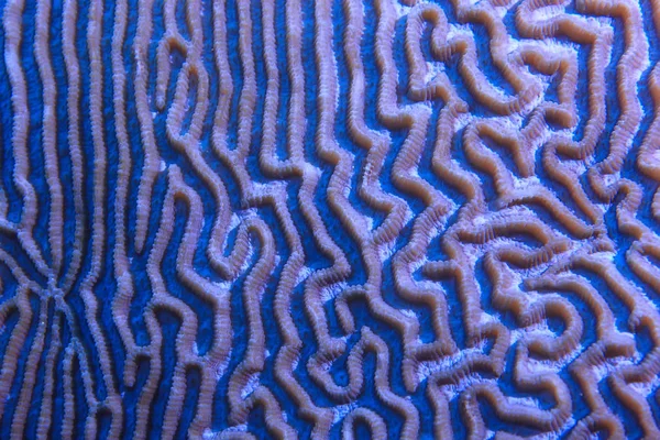 Coral Reef Macro Texture Abstract Marine Ecosystem Background Coral Reef — Stock Photo, Image