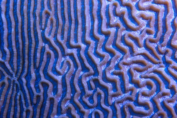 Arrecife Coral Macro Textura Fondo Abstracto Del Ecosistema Marino Arrecife —  Fotos de Stock