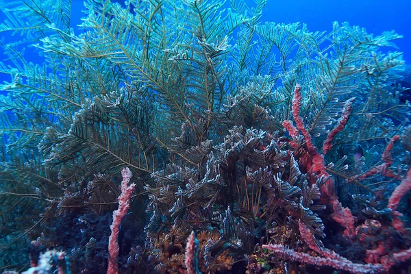 Koralliriutta Makro Rakenne Abstrakti Meriekosysteemin Tausta Koralliriutalla — kuvapankkivalokuva
