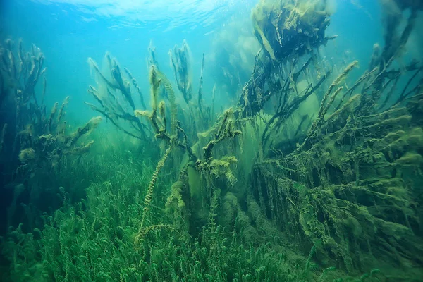 Meer Onderwater Landschap Abstract Blauw Transparant Water Eco Natuurbescherming Onderwater — Stockfoto