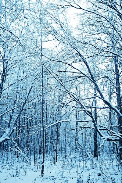 Abstrakt Bakgrund Landskap Vinter Skog Frost Täckt Träd Grenar Snöigt — Stockfoto