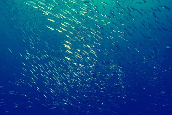 Barriera Corallina Vintage Tonificante Paesaggio Insolito Vita Subacquea Natura Oceanica — Foto Stock