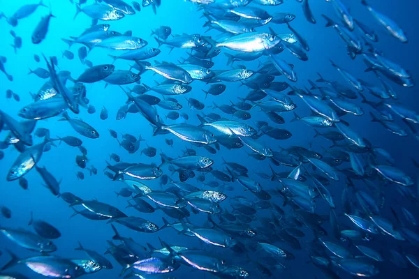 Beaucoup Petits Poissons Dans Mer Sous Eau Colonie Poissons Pêche — Photo