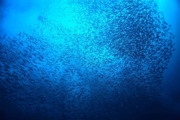 Viele Kleine Fische Meer Unter Wasser Fischkolonie Angeln Meeresfauna — Stockfoto