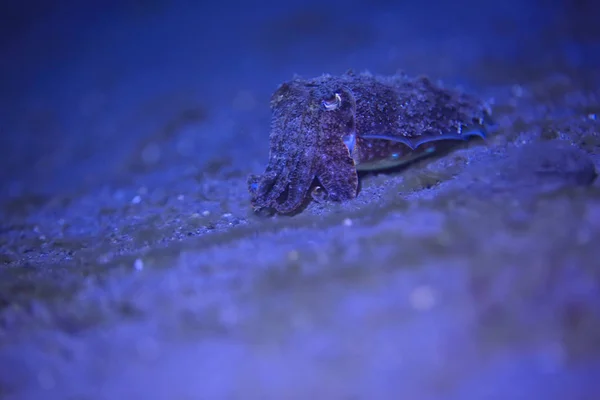 Mürekkepbalığı Sualtı Sualtı Dünyası Pasifik Okyanusu Nda Deniz Yaşamı Yaban — Stok fotoğraf