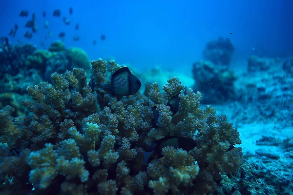 Podmořský Svět Modrá Mořská Divočina Světový Oceán Úžasný Podmořský — Stock fotografie