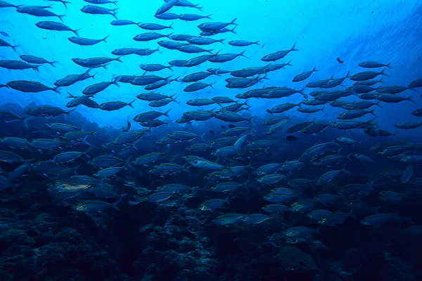 Scad Pamb Unter Wasser Meer Ökosystem Große Fischschwärme Auf Blauem — Stockfoto