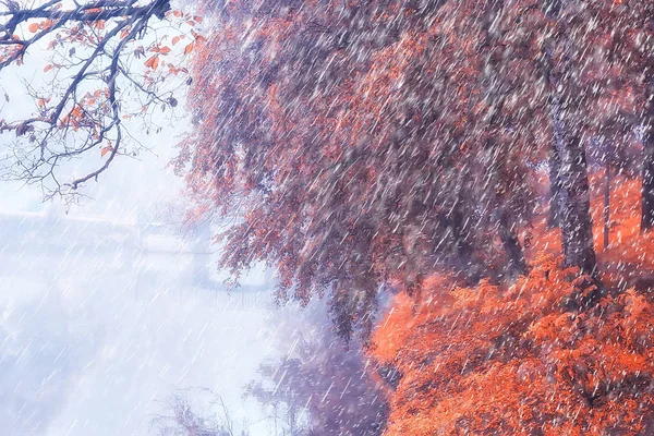 autumn rain in the park / autumn landscape weather in the rain, fall leaves in the October city park