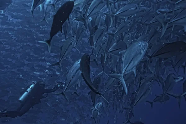 Багато Caranx Підводного Велика Риба Стадо Підводний Світ Океанська Екологічна — стокове фото