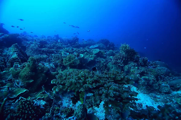 Pod Wodą Oceanu Krajobraz Podwodny Świat Scena Niebieski Idyll Natura — Zdjęcie stockowe