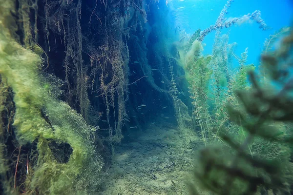 Mangroves Onderwater Landschap Achtergrond Abstracte Struiken Bomen Het Water Transparante — Stockfoto