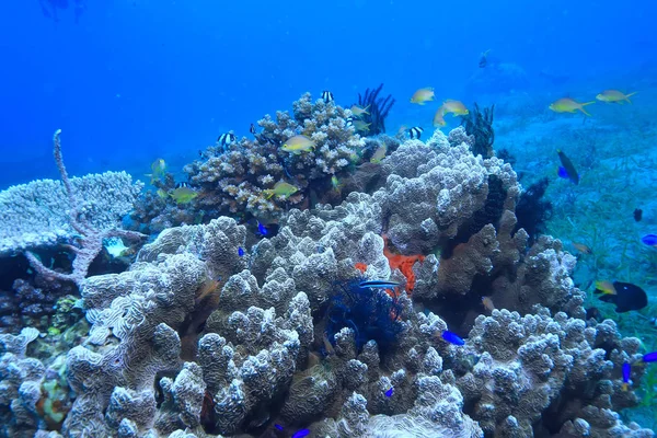 Barriera Corallina Laguna Corallina Sottomarina Marina Ecosistema Oceanico — Foto Stock