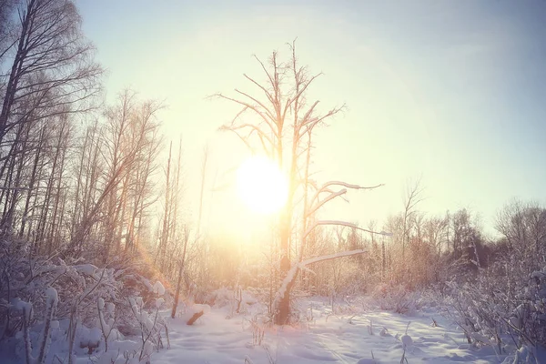Zonsondergang Winter Bos Februari Zonsondergang Het Park Sneeuw Bos Zon — Stockfoto