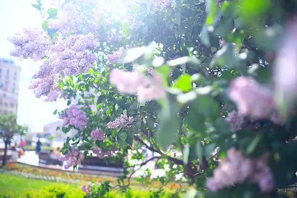Ihale Bahar Çiçekler Arka Plan Çiçekli Dalları Güzel Resim — Stok fotoğraf