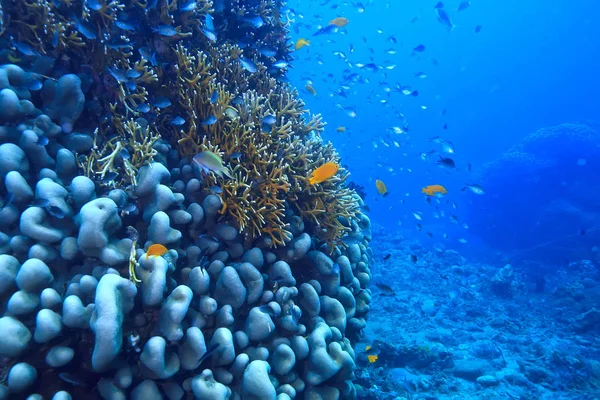 Korálový Útes Pod Vodou Laguna Korály Podmořská Krajina Výlet Šnorchlování — Stock fotografie