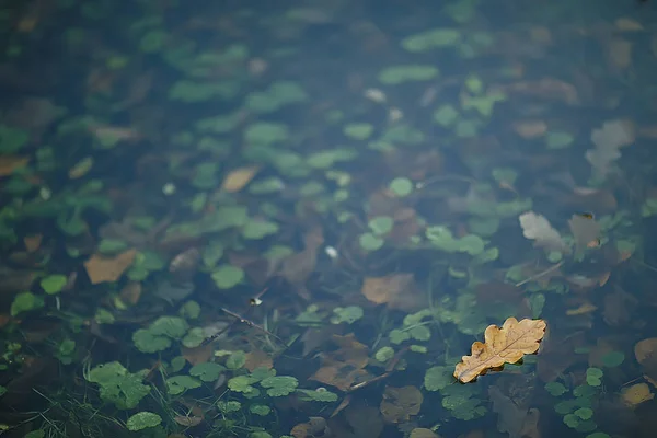 Caída Hojas Húmedas Fondo Fondo Otoño Hojas Amarillas Caídas Los —  Fotos de Stock