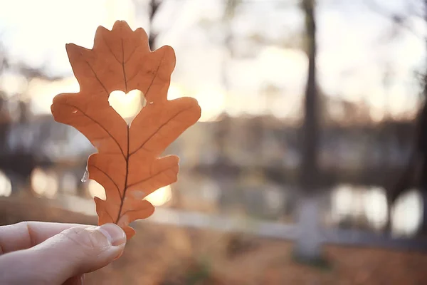 Corazón Otoño Hoja Roble Amarillo Símbolo Del Corazón Decoración Otoño — Foto de Stock