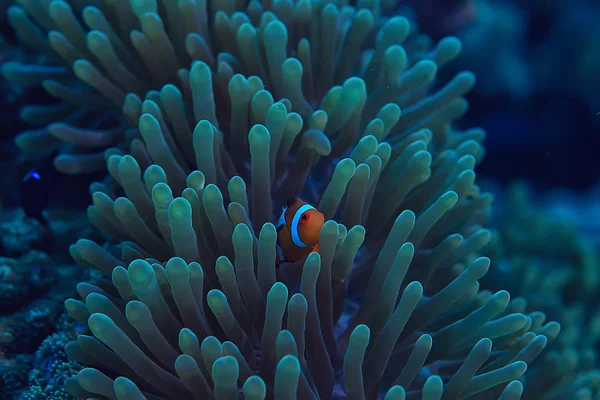 Clown Fish Coral Reef Macro Underwater Scene View Coral Fish — стоковое фото