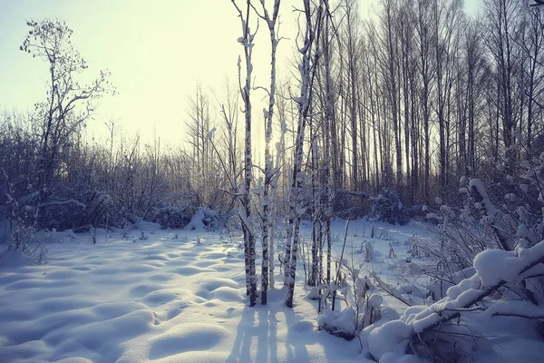 Vinter Landskap Skogen Snöigt Väder Januari Vackra Landskap Den Snöiga — Stockfoto