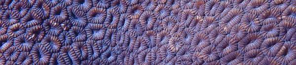 Korall Rev Makro Textur Abstrakt Marin Eko System Bakgrund Ett — Stockfoto
