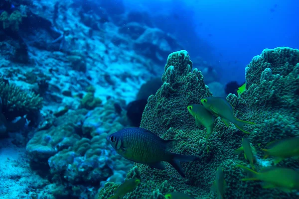 Recifes Coral Subaquático Mar Lagoa Coral Ecossistema Oceânico — Fotografia de Stock