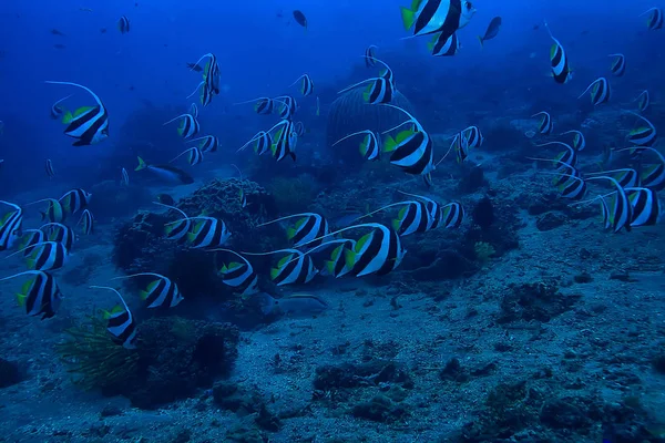 Terumbu Karang Bawah Air Laguna Karang Laut Ekosistem Laut — Stok Foto