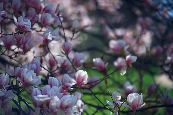 Magnolia Blossom Voorjaar Tuin Mooie Bloemen Lente Achtergrond Roze Bloemen — Stockfoto