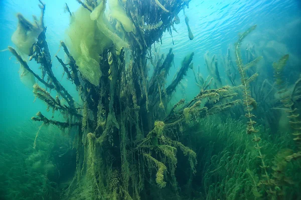 Βάλτους Υποβρύχια Τοπίο Αφηρημένο Βυθισμένα Δέντρα Και Φύκια Καθαρό Νερό — Φωτογραφία Αρχείου