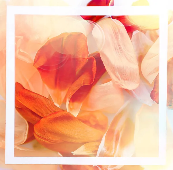 Πολύχρωμα Πέταλα Πλαίσιο Φόντο Αφηρημένο Φόντο Άνοιξη Λουλούδι Πεδίο — Φωτογραφία Αρχείου