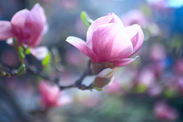 玉兰春天庭院 美丽的花 春天背景粉红色的花 — 图库照片