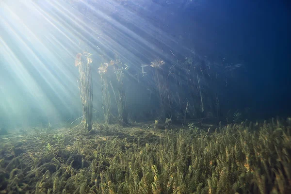 Disaster Ecology River Underwater Landscape Pollution Ecology Underwater — Stock Photo, Image