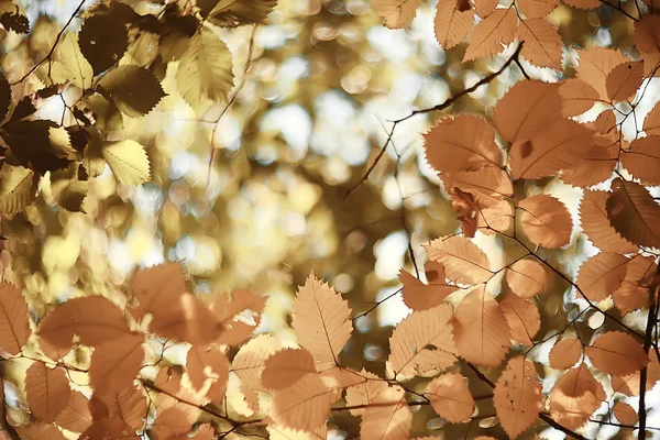 秋の濡れた葉の背景 秋の背景 木々から落ちた黄色の葉 葉の秋 秋の公園 — ストック写真