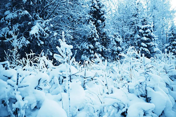 森の中の冬の風景 月の雪の天気 雪の森の美しい風景 北への旅 — ストック写真