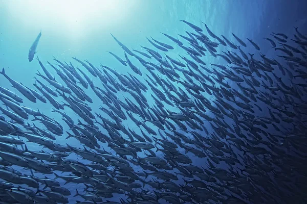 Unterwasserwelt Blaues Meer Weltozean Erstaunliche Unterwasserwelt — Stockfoto