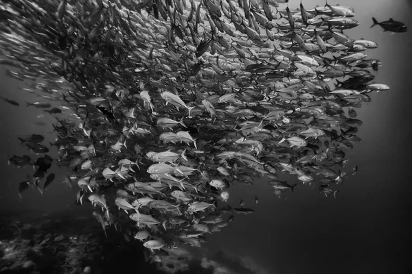 Grupo Peixes Brancos Pretos Design Cartaz Natureza Subaquática — Fotografia de Stock