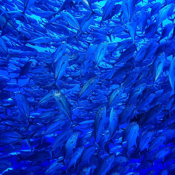 Muitos Caranx Subaquático Grande Rebanho Peixes Mundo Subaquático Oceano Sistema — Fotografia de Stock