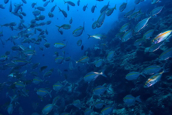 Jamba Scad Bajo Ecosistema Del Agua Mar Una Gran Escuela — Foto de Stock