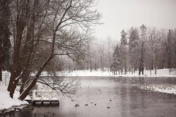 Zimowania Ptaków Stada Ptaków Jezioro Zimowe Dzikie Ptaki Jeziorze Zimowym — Zdjęcie stockowe