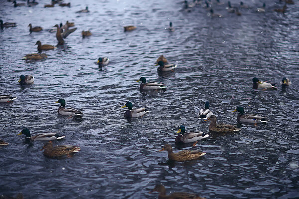 зимние птицы / стаи птиц, зимнее озеро, дикие птицы на зимнем озере, сезонные, мигрирующие утки
