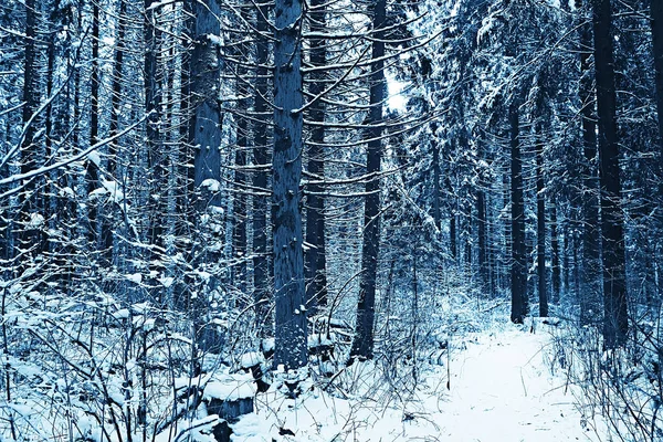 Winterlandschaft Wald Schneewetter Januar Schöne Landschaft Verschneiten Wald Ein Ausflug — Stockfoto