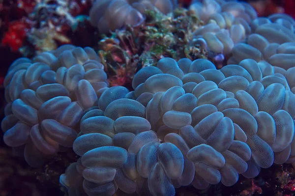 mercan resifi makro/doku, soyut deniz ekosistemi arka plan üzerinde bir mercan resifi