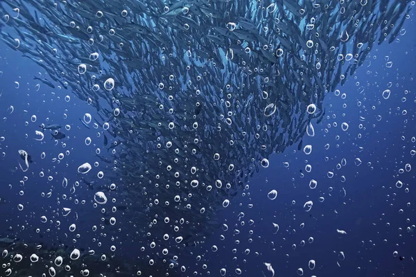 Háttér Víz Alatti Légbuborékok Zátony Absztrakt Tengeri Háttér Búvárkodás Természet — Stock Fotó