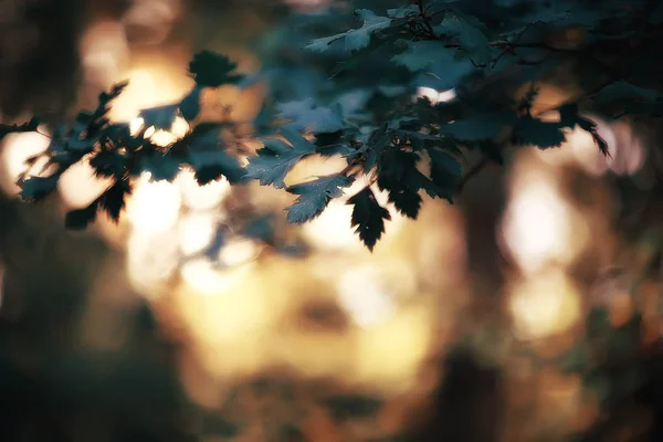 Paisaje Otoño Fondo Con Hojas Amarillas Día Otoño Soleado Los —  Fotos de Stock